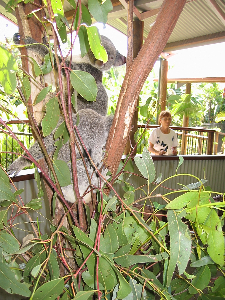 050 Kuranda Koala Gardens.jpg
